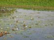 jacana (15)