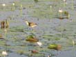 jacana