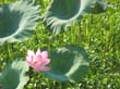 lotus - lotus liliees (1)