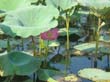 lotus - lotus liliees (2)