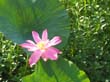 lotus - lotus liliees