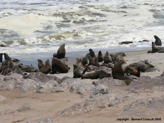 Cape Cross - Namibie - otaries a fourrure (1)