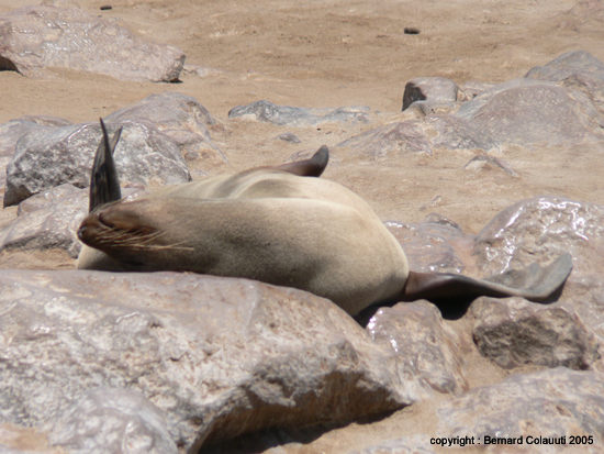 Cape Cross - Namibie - otaries a fourrure (10)