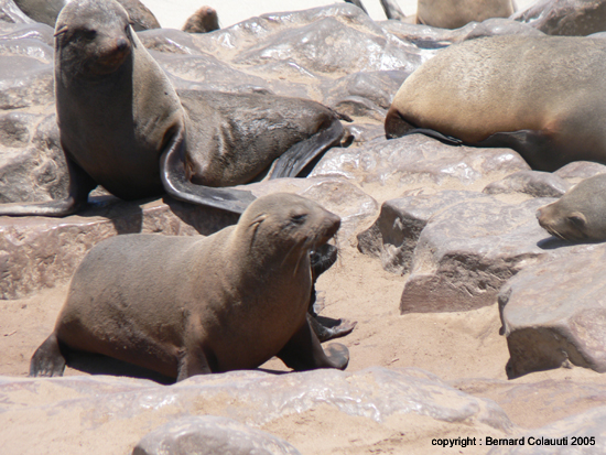Cape Cross - Namibie - otaries a fourrure (12)