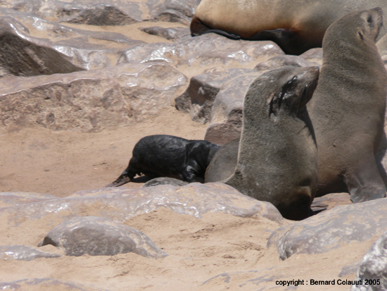 Cape Cross - Namibie - otaries a fourrure (13)