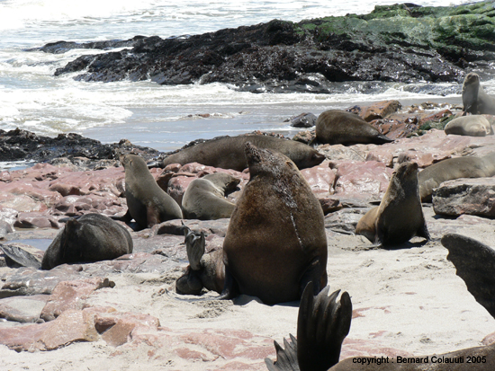 Cape Cross - Namibie - otaries a fourrure (17)