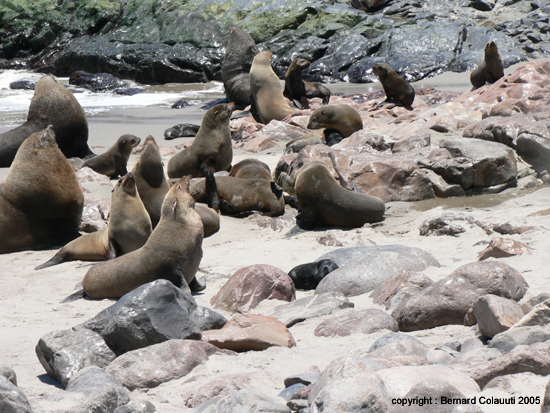 Cape Cross - Namibie - otaries a fourrure (20)