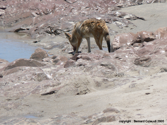 Cape Cross - Namibie - otaries a fourrure (23)