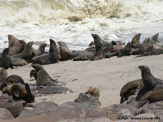 Cape Cross - Namibie - otaries a fourrure (3)