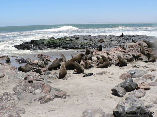 Cape Cross - Namibie - otaries a fourrure (4)