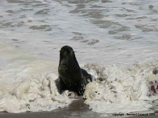 Cape Cross - Namibie - otaries a fourrure (5)