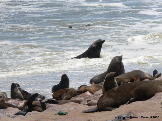 Cape Cross - Namibie - otaries a fourrure (6)