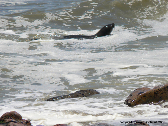 Cape Cross - Namibie - otaries a fourrure (7)