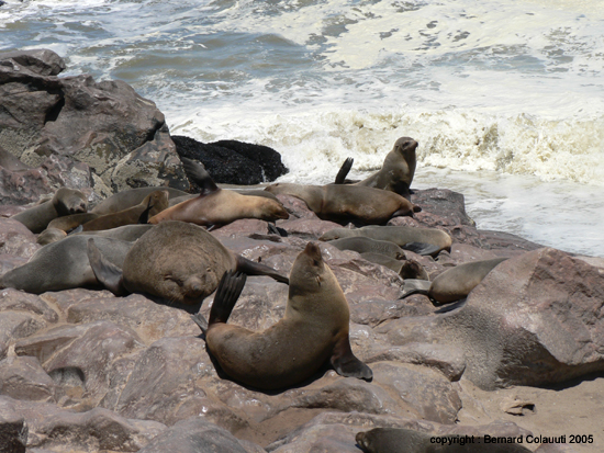 Cape Cross - Namibie - otaries a fourrure (8)