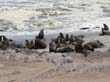 Cape Cross - Namibie - otaries a fourrure (1)