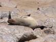 Cape Cross - Namibie - otaries a fourrure (10)