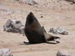 Cape Cross - Namibie - otaries a fourrure (11)