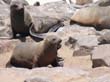 Cape Cross - Namibie - otaries a fourrure (12)