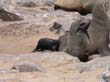 Cape Cross - Namibie - otaries a fourrure (13)