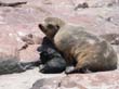 Cape Cross - Namibie - otaries a fourrure (14)