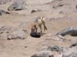 Cape Cross - Namibie - otaries a fourrure (15)