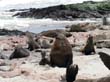 Cape Cross - Namibie - otaries a fourrure (17)