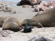 Cape Cross - Namibie - otaries a fourrure (18)