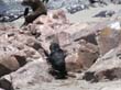 Cape Cross - Namibie - otaries a fourrure (19)