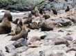 Cape Cross - Namibie - otaries a fourrure (20)