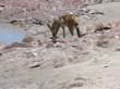 Cape Cross - Namibie - otaries a fourrure (23)