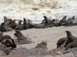 Cape Cross - Namibie - otaries a fourrure (3)