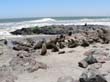Cape Cross - Namibie - otaries a fourrure (4)