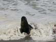 Cape Cross - Namibie - otaries a fourrure (5)