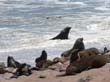 Cape Cross - Namibie - otaries a fourrure (6)