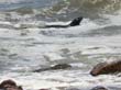 Cape Cross - Namibie - otaries a fourrure (7)