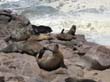 Cape Cross - Namibie - otaries a fourrure (8)