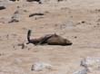 Cape Cross - Namibie - otaries a fourrure (9)