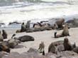 Cape Cross - Namibie - otaries a fourrure