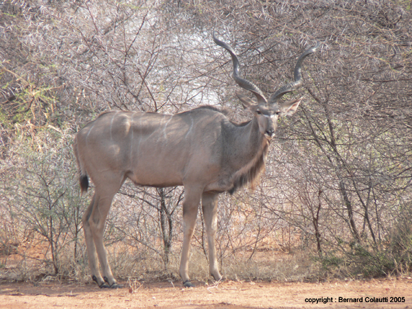 Mudumu National Park  - koudou (1)