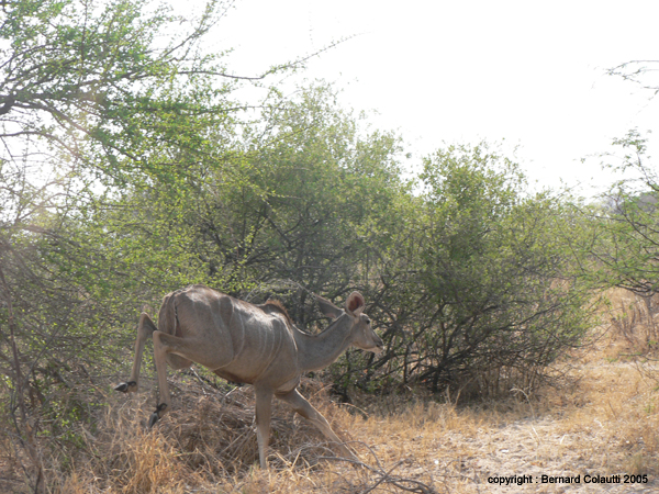 Mudumu National Park  - koudou