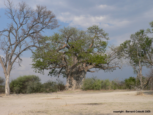 Mudumu National Park - baobab