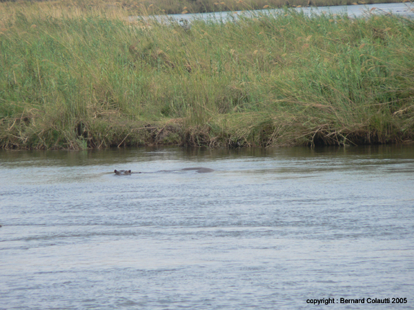 Mudumu National Park - hippos (1)