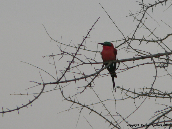 crimson boubou