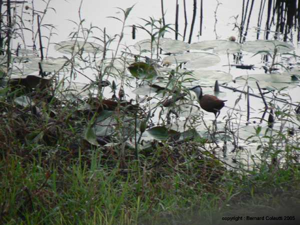 jacana