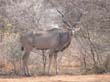 Mudumu National Park  - koudou (1)