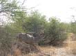 Mudumu National Park  - koudou