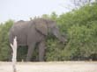 Mudumu National Park - elephant (1)