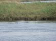 Mudumu National Park - hippos (1)