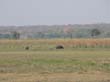 Mudumu National Park - hippos (2)