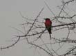 crimson boubou
